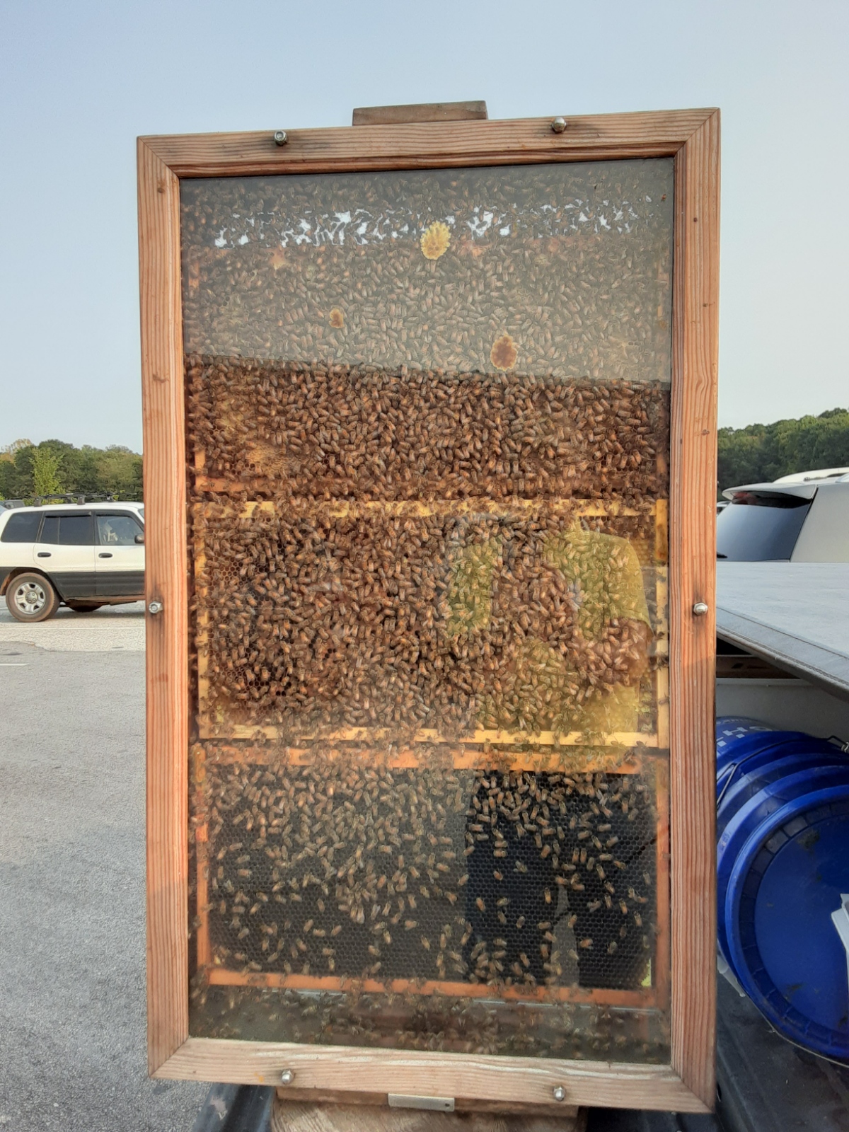 This is custom glass fitted to a beehive for a local honey farm! How sweet! 